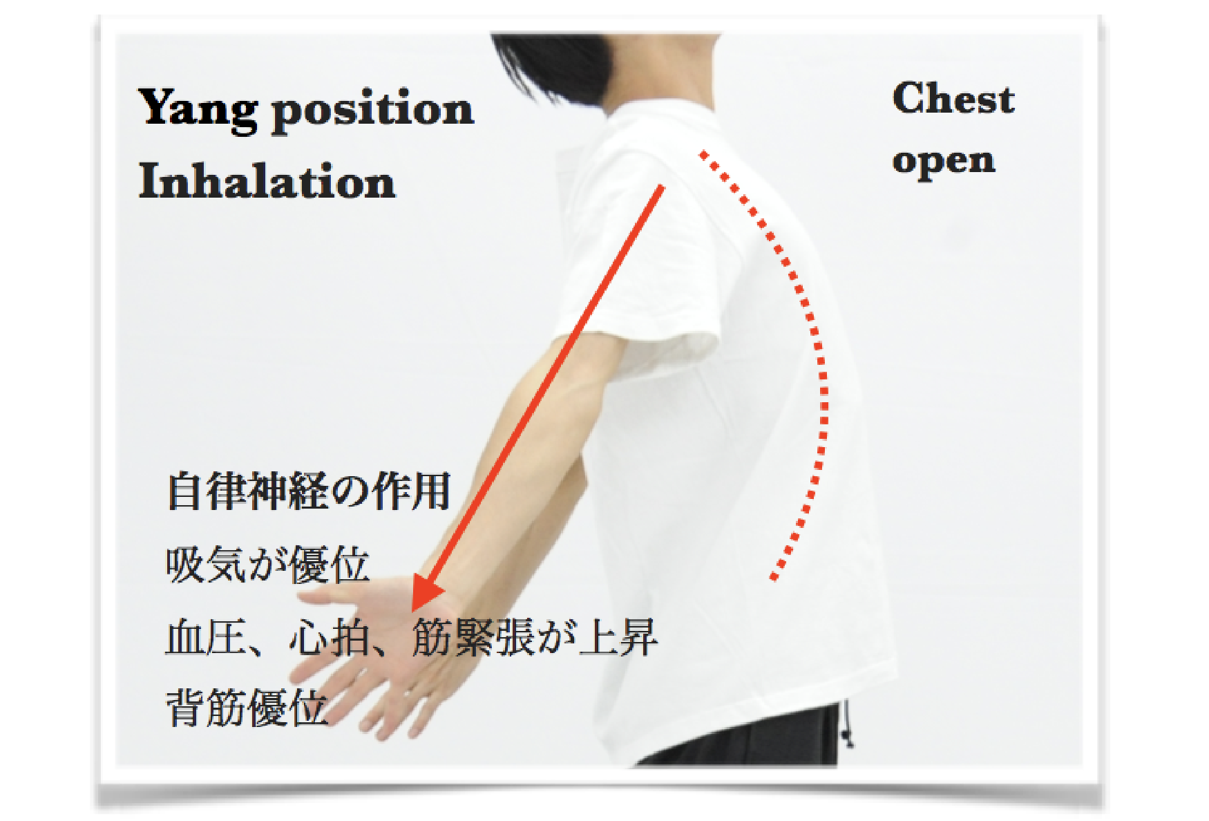 呼吸の見えるヨガイメージ