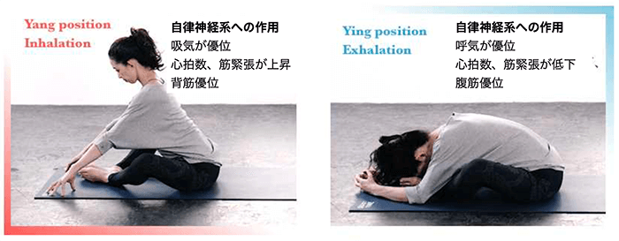 呼吸と交感神経の関係